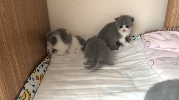治愈系小奶猫，简直太萌了