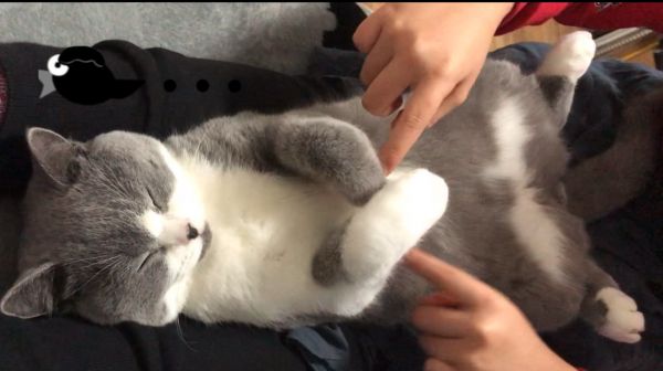 挑战全网最懒的猫，绝对心服口服！