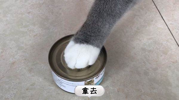 二萌要当哥哥了，明显长大了，懂事了