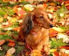每天加强萨摩幼犬体质锻炼_宠物家
