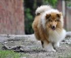 幼犬体质锻炼培训内容及方法