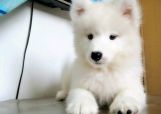秋季萨摩耶易患病,学会三种提高体质的方法,爱犬顺利度过