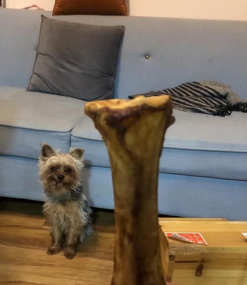 狗狗误食生石灰的应急处理方法（急需救治）
