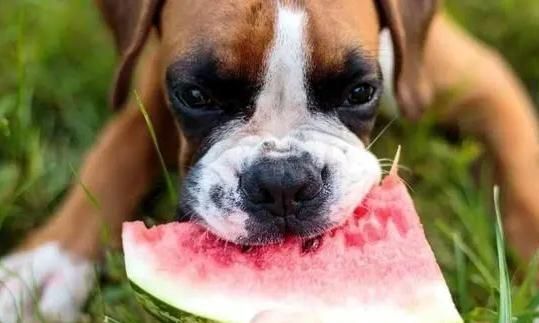 狗狗误食西瓜籽怎么办（以宠物为主的应急处理方案）