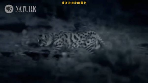 又萌又飒！世界上最具杀伤力猫科动物捕猎现场