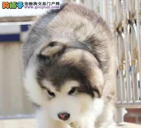 高品质阿拉斯加 骨架粗 品相佳 活泼可爱 公母都有 