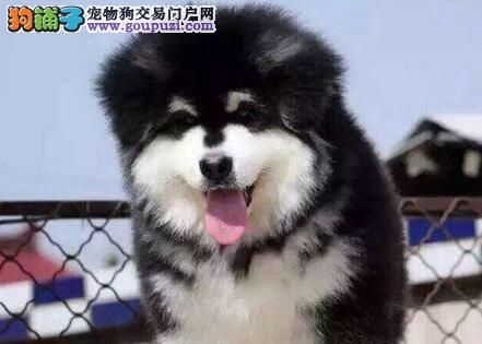 顶级阿拉斯加犬出售 品质保障 完美体型 售后完善 
