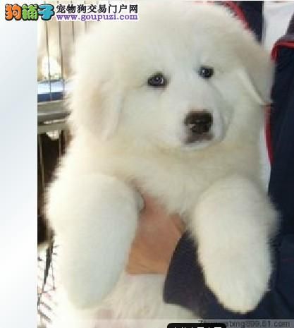 出售纯种健康大白熊幼犬保证纯种！ 
