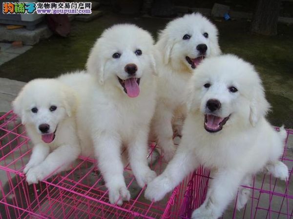热卖-纯种大白熊幼犬宝宝-保纯种.保健康！ 