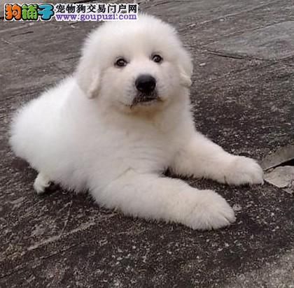 大骨架纯种大白熊幼犬多只可选签协议纯白毛量足 