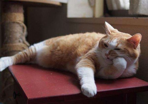 猫粮不吃罐头不吃猫饭不吃,铲屎官:猫咪挑食会把自己饿死吗?