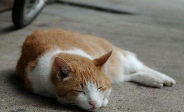 猫粮不吃罐头不吃猫饭不吃,铲屎官:猫咪挑食会把自己饿死吗?
