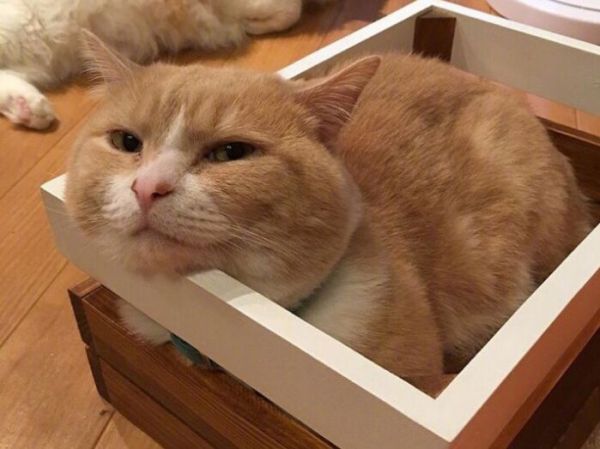 猫粮不吃罐头不吃猫饭不吃,铲屎官:猫咪挑食会把自己饿死吗?
