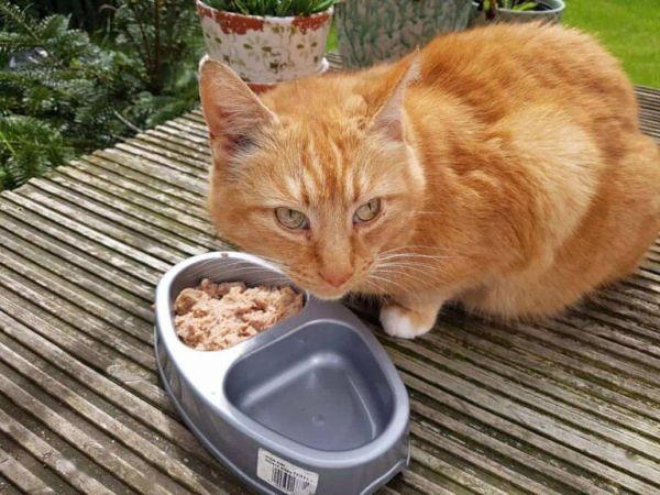 猫粮不吃罐头不吃猫饭不吃,铲屎官:猫咪挑食会把自己饿死吗?