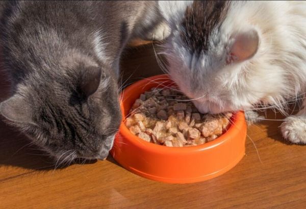 猫粮不吃罐头不吃猫饭不吃,铲屎官:猫咪挑食会把自己饿死吗?