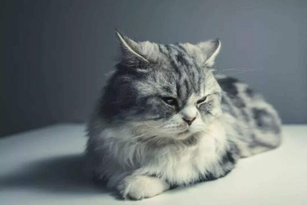 猫粮不吃罐头不吃猫饭不吃,铲屎官:猫咪挑食会把自己饿死吗?