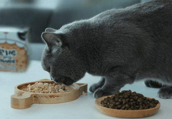 猫粮不吃罐头不吃猫饭不吃,铲屎官:猫咪挑食会把自己饿死吗?