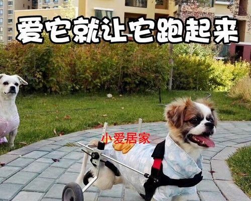 揭秘猫咪不吃营养高的真相（探究猫咪挑食的原因和解决方法）