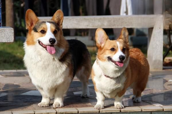 狗狗太挑食怎么办