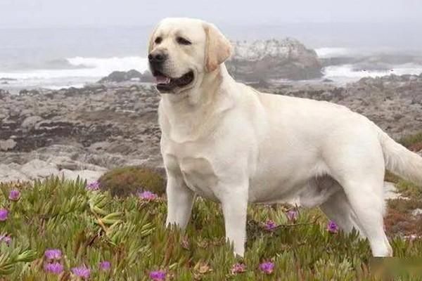 狗狗太挑食怎么办