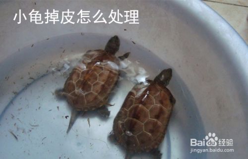 小龟掉皮怎么处理