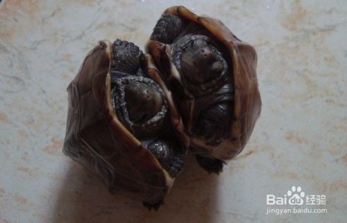 小龟掉皮怎么处理