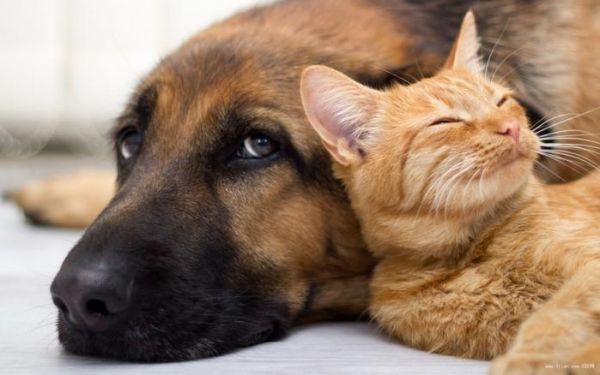 让你三分钟弄懂猫猫狗狗打疫苗到底有哪些事儿？