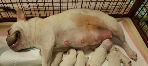 狗狗剖腹产后的康复指南（全面解析狗狗剖腹产术后恢复期及护理方法）