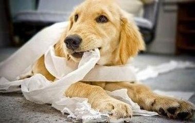 狗狗喜欢咬东西怎么办呢