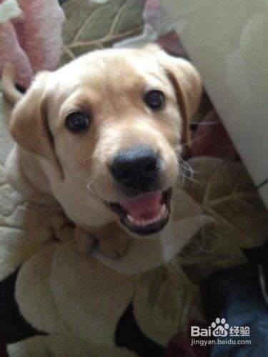 怎样纠正宠物狗拉布拉多犬独处时乱咬东西
