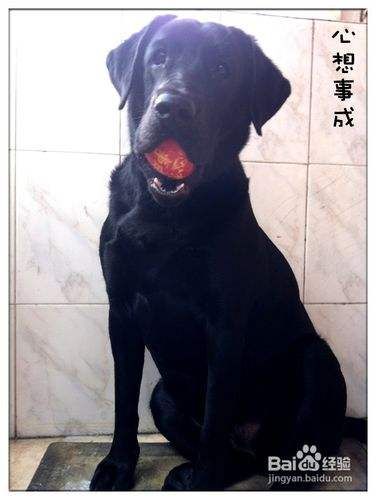 怎样纠正宠物狗拉布拉多犬独处时乱咬东西