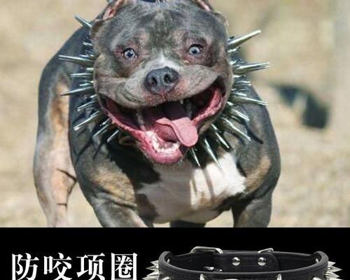 如何解决牛头梗乱咬东西的问题（宠物爱咬东西？别急，这里有解决办法！）