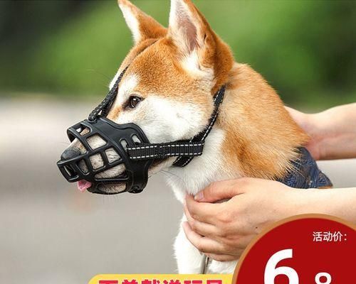 如何解决小狗咬东西的问题（宠物的习惯教育与心理健康）