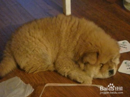 狗狗怀孕多久可以出生