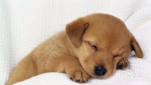 狗狗怀孕多久可以出生