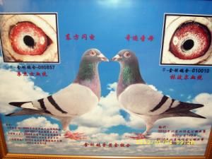 点击放大