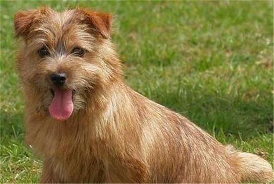 罗福梗幼犬得怎么护理？