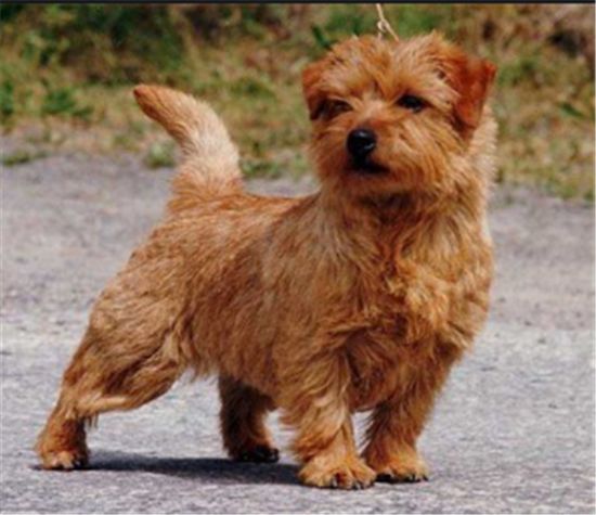 罗福梗幼犬得怎么护理？