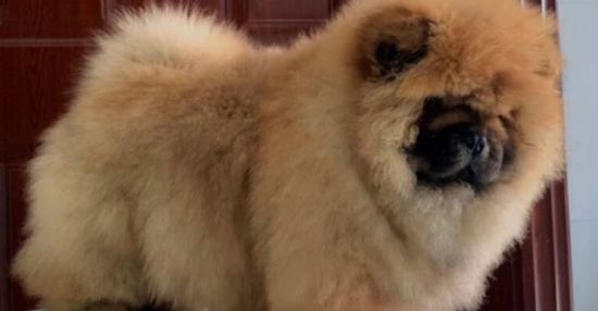 松狮犬的护理方法和洗澡注意事项？