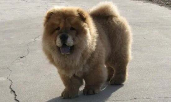 松狮犬的护理方法和洗澡注意事项？