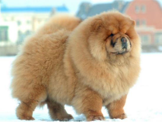 松狮犬四季护理需要注意的地方？松狮犬主来看。
