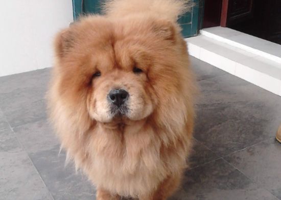 松狮犬四季护理需要注意的地方？松狮犬主来看。