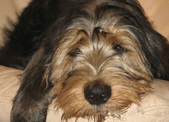 不知道奥达猎犬牙齿怎么护理？看这里！