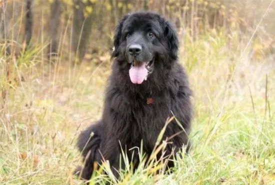 纽芬兰犬毛发怎么护理？来这里看看吧