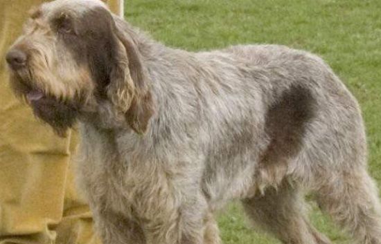 史毕诺犬的日常护理 不要将被毛修剪过短