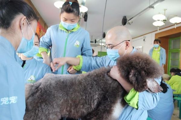 圣宠宠物美容师培训学校告诉你宠物护理与美容专业的就业前景好吗