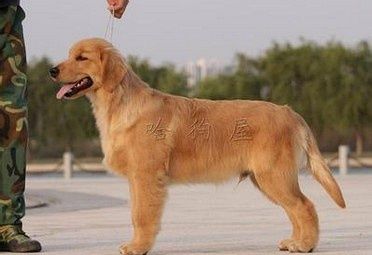 青年狗