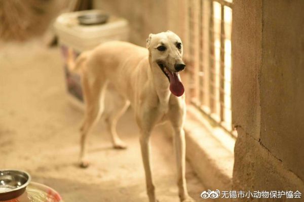 现在完全康复后的lucky