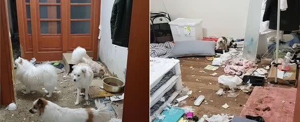 主人去旅游把狗留家里,一周后3只狗将家毁掉,不可72小时无人