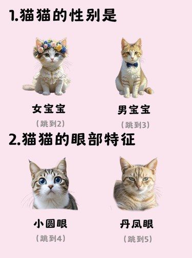我不允许还有人不知道这个猫猫性格测试！